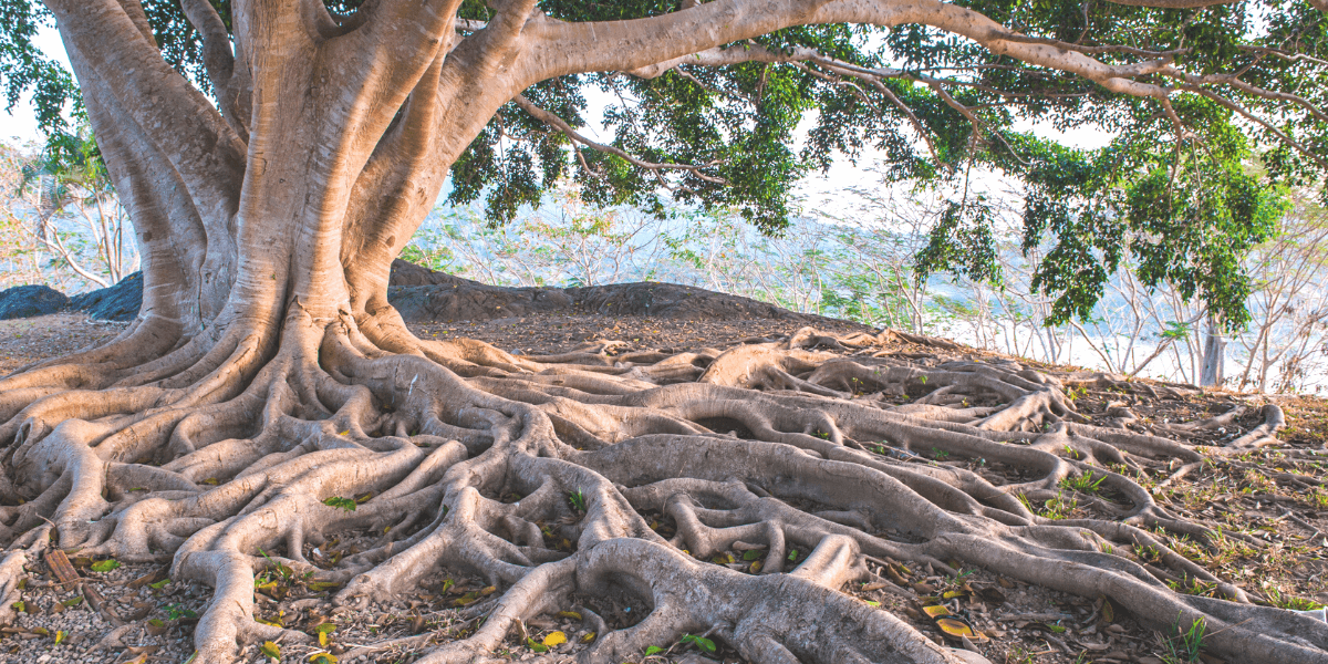 birch looking tree with heavy spread out roots - being rooted just a minute with bill truby