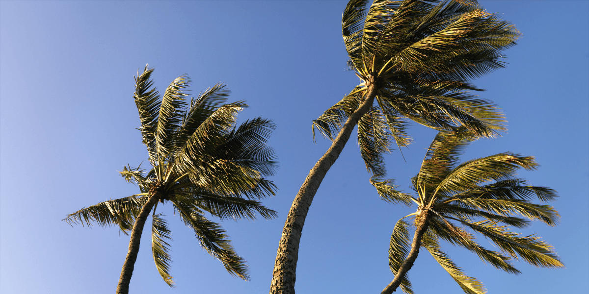 top third of palm trees against a blue sky - image for be flexible blog article from truby achievements