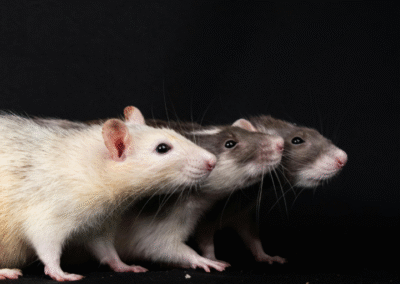 Rat Study, Gut Response (Achievement Nudge)