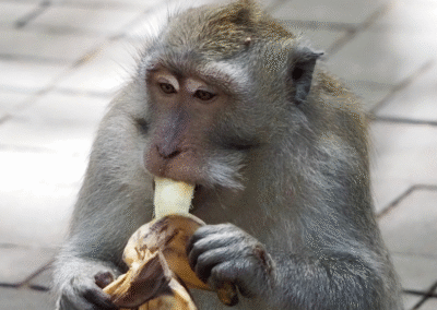 Monkeys and Bananas (Achievement Nudge about Achieving a Better Future)