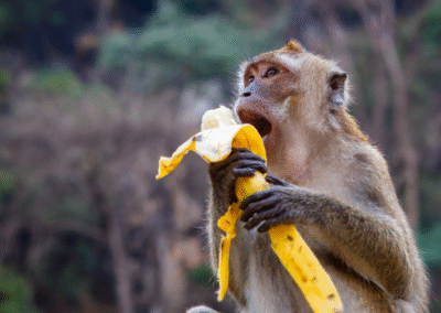 The Monkey Trap (Achievement Nudge about Achieving Freedom)