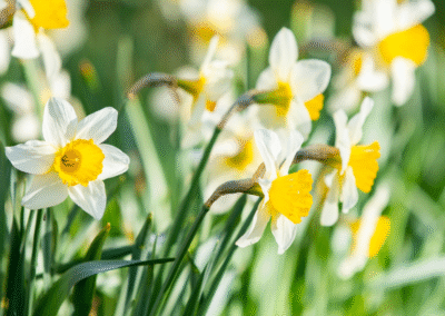 Grandson’s Motive Obliterates Bad Behavior (A Story about Picking Daffodils)