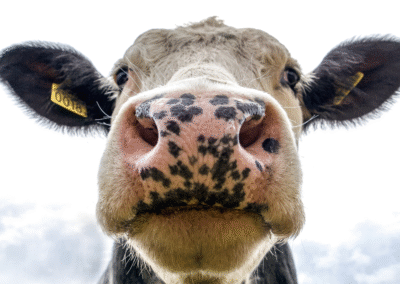 Cow Tipping (Achievement Nudge about a Faulty Premise)