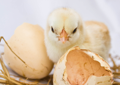 Hatching a New Year (Achievement Nudge about Reflecting on the Past)